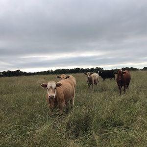 Meet your Posher, Ash